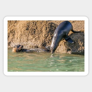 Seals at play 2 Sticker